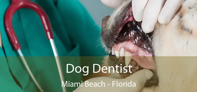 Dog Dentist Miami Beach - Florida