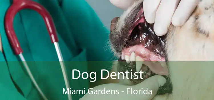 Dog Dentist Miami Gardens - Florida