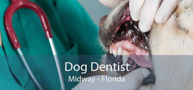 Dog Dentist Midway - Florida