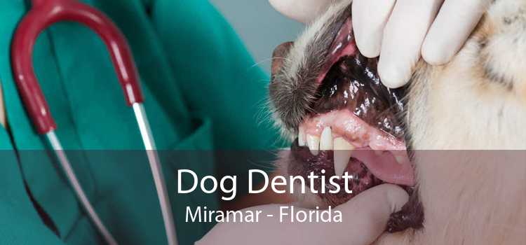 Dog Dentist Miramar - Florida