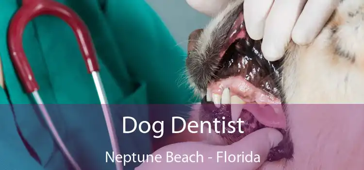 Dog Dentist Neptune Beach - Florida