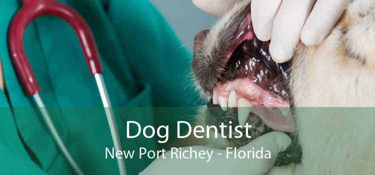 Dog Dentist New Port Richey - Florida