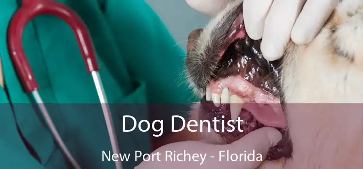 Dog Dentist New Port Richey - Florida