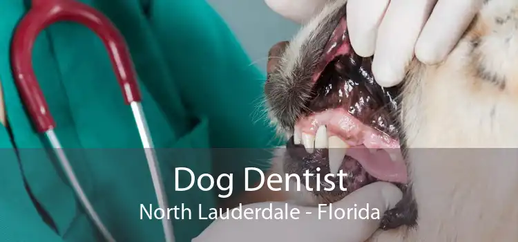 Dog Dentist North Lauderdale - Florida