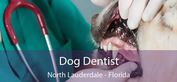 Dog Dentist North Lauderdale - Florida