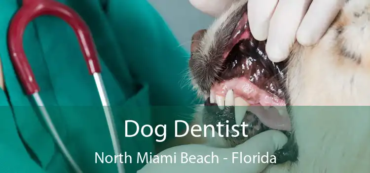 Dog Dentist North Miami Beach - Florida