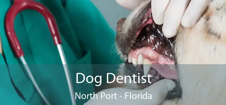 Dog Dentist North Port - Florida