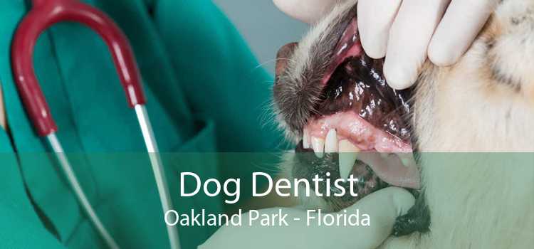 Dog Dentist Oakland Park - Florida