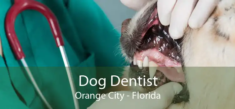 Dog Dentist Orange City - Florida