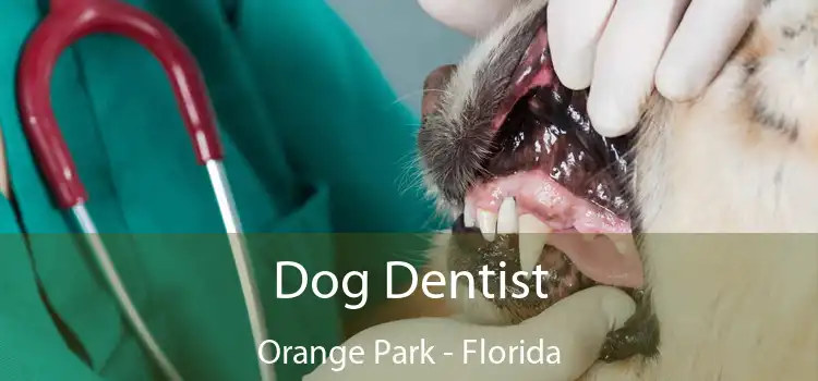 Dog Dentist Orange Park - Florida