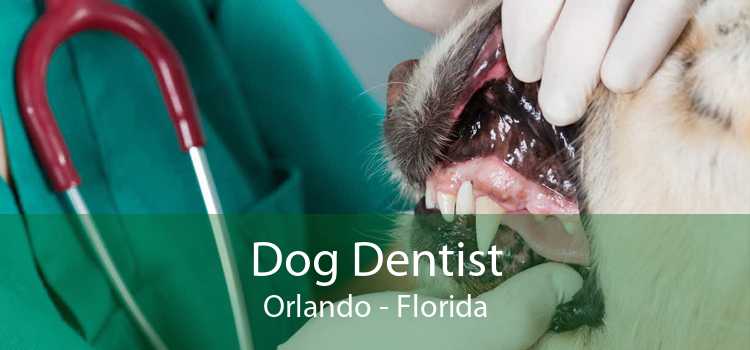 Dog Dentist Orlando - Florida