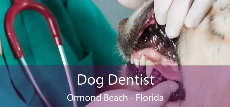 Dog Dentist Ormond Beach - Florida