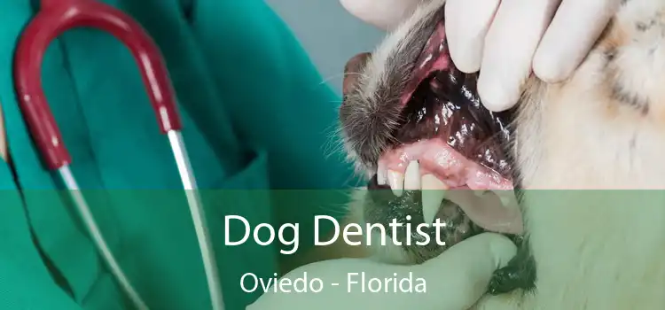 Dog Dentist Oviedo - Florida