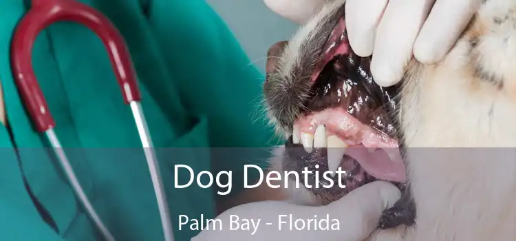 Dog Dentist Palm Bay - Florida