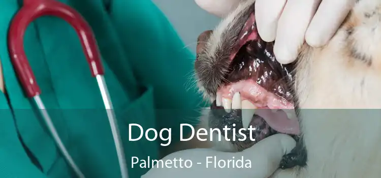 Dog Dentist Palmetto - Florida