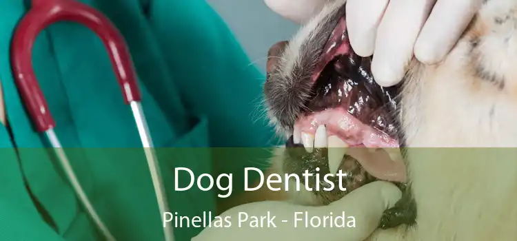Dog Dentist Pinellas Park - Florida