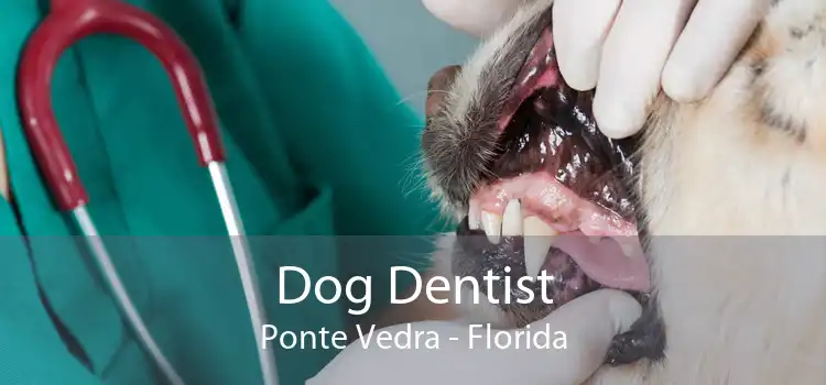 Dog Dentist Ponte Vedra - Florida