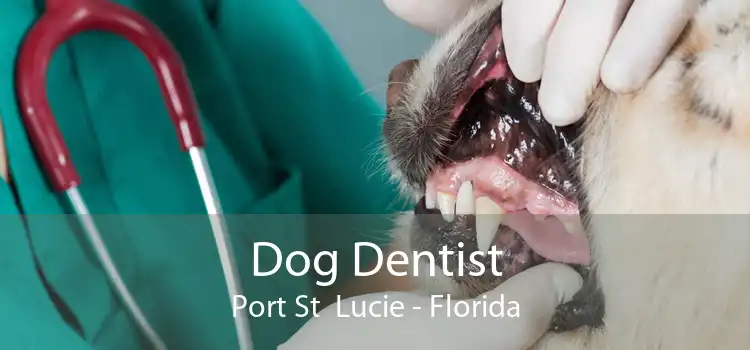Dog Dentist Port St  Lucie - Florida