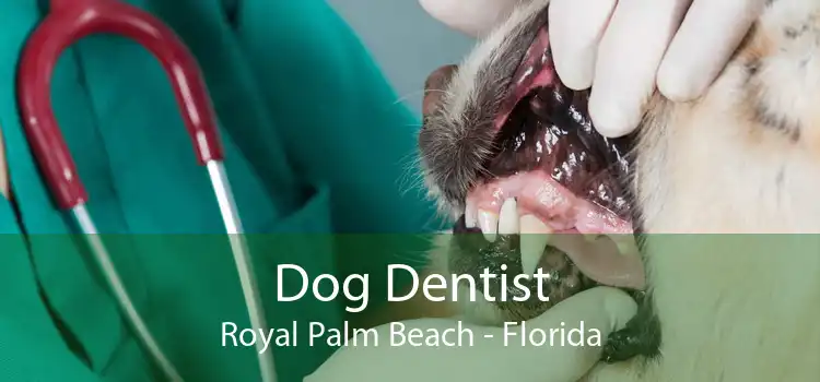 Dog Dentist Royal Palm Beach - Florida