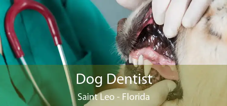Dog Dentist Saint Leo - Florida