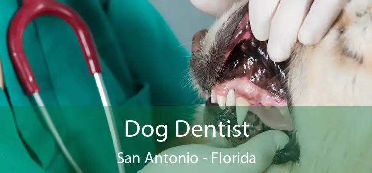 Dog Dentist San Antonio - Florida