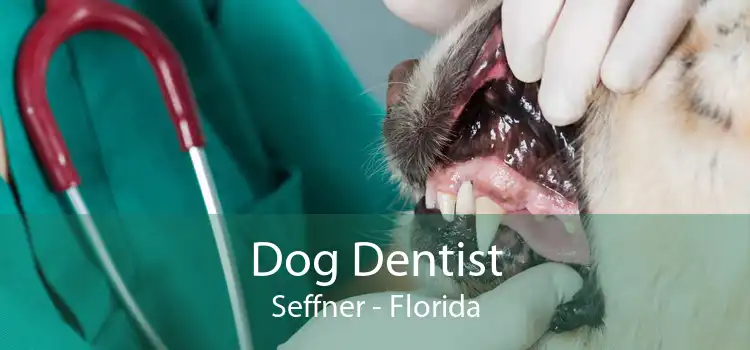 Dog Dentist Seffner - Florida