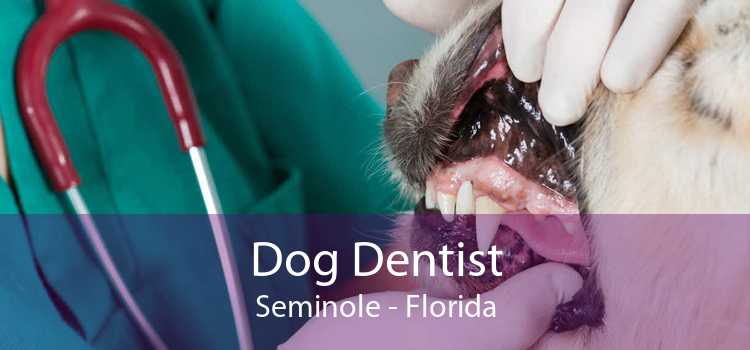 Dog Dentist Seminole - Florida