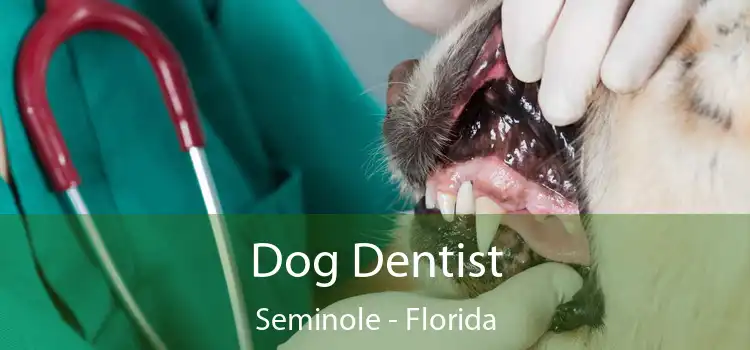 Dog Dentist Seminole - Florida