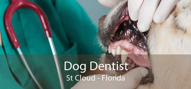 Dog Dentist St Cloud - Florida