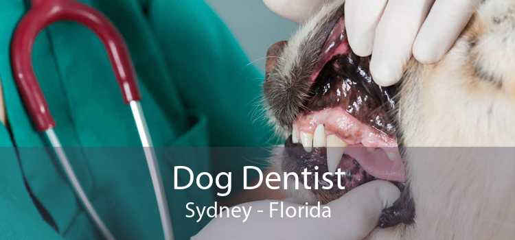 Dog Dentist Sydney - Florida