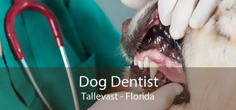 Dog Dentist Tallevast - Florida