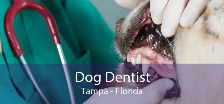 Dog Dentist Tampa - Florida