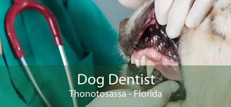 Dog Dentist Thonotosassa - Florida