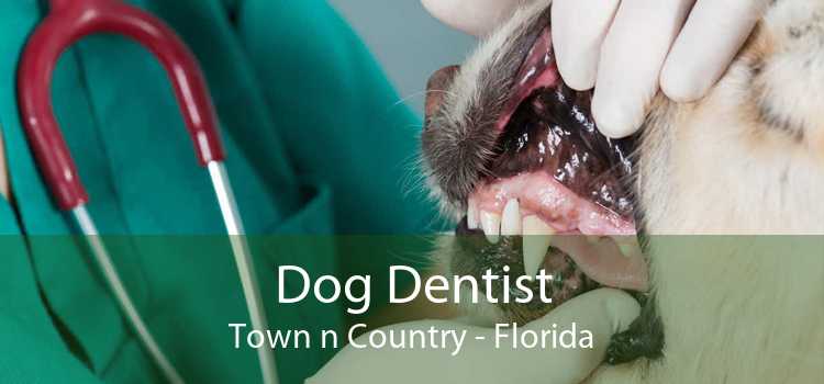 Dog Dentist Town n Country - Florida