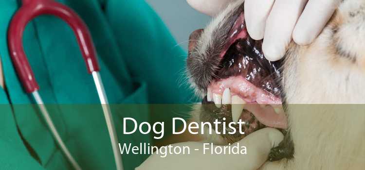 Dog Dentist Wellington - Florida