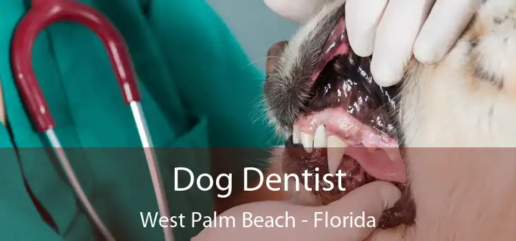 Dog Dentist West Palm Beach - Florida