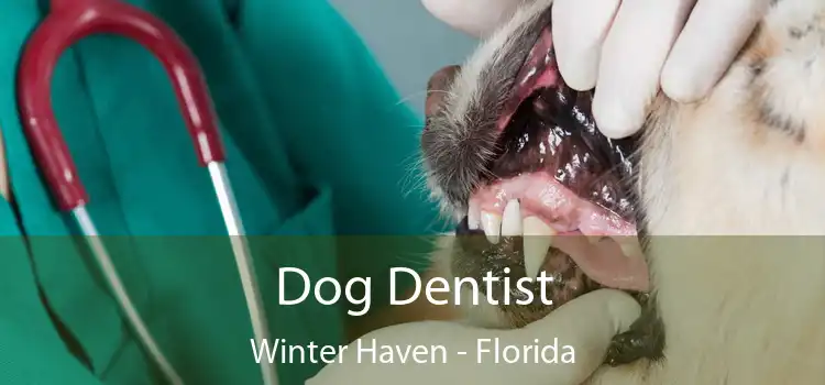 Dog Dentist Winter Haven - Florida