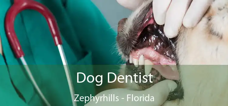 Dog Dentist Zephyrhills - Florida