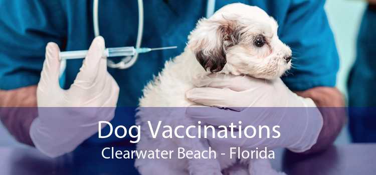 Dog Vaccinations Clearwater Beach - Florida
