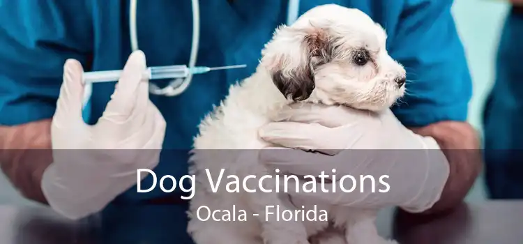 Dog Vaccinations Ocala - Florida