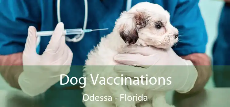 Dog Vaccinations Odessa - Florida
