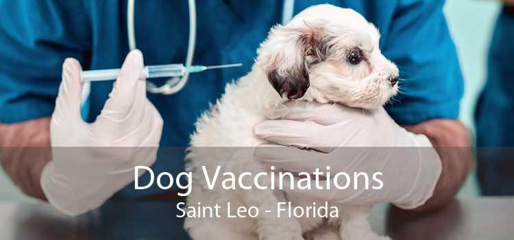 Dog Vaccinations Saint Leo - Florida