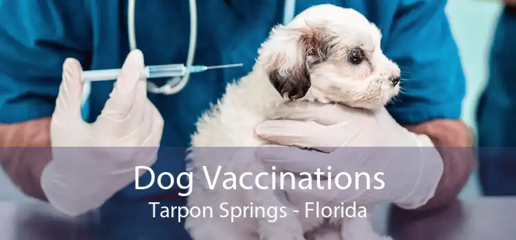 Dog Vaccinations Tarpon Springs - Florida