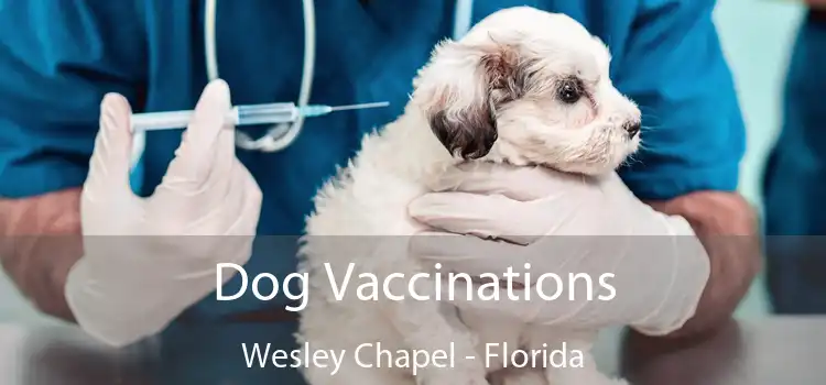 Dog Vaccinations Wesley Chapel - Florida