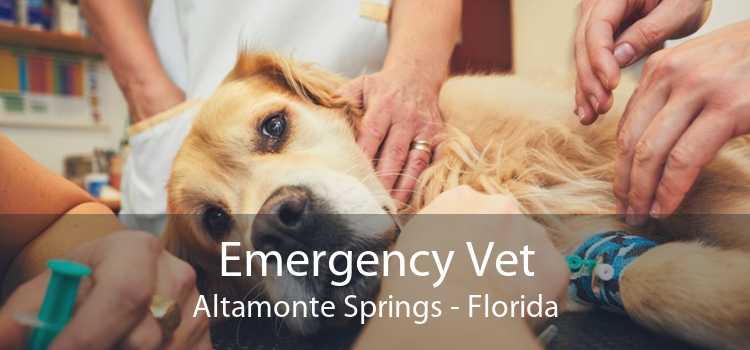 Emergency Vet Altamonte Springs - Florida