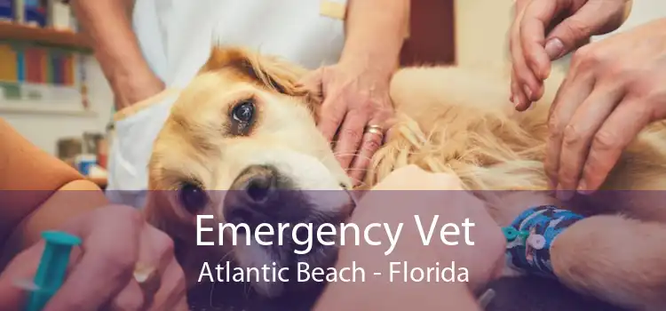 Emergency Vet Atlantic Beach - Florida