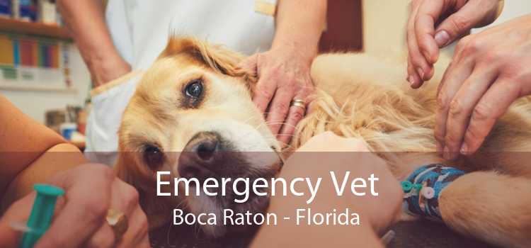 Emergency Vet Boca Raton - Florida