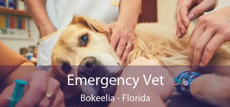 Emergency Vet Bokeelia - Florida