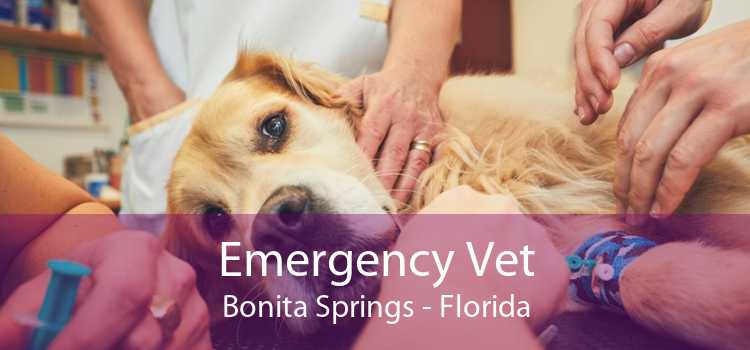 Emergency Vet Bonita Springs - Florida