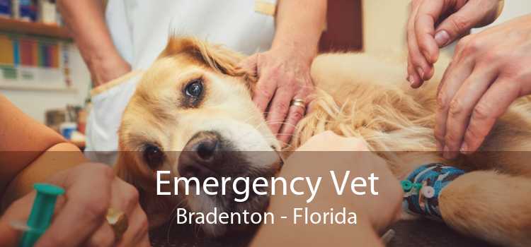 Emergency Vet Bradenton - Florida